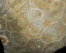 Polished Fossil Coral - Morocco #35322-1